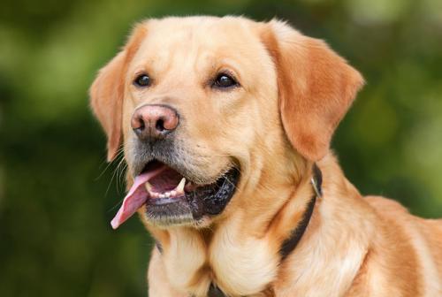 g2-labrador