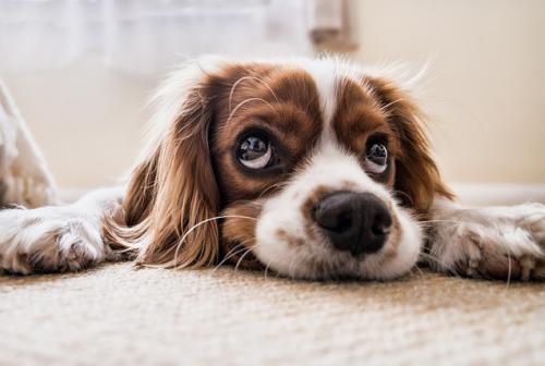 g3-spaniel