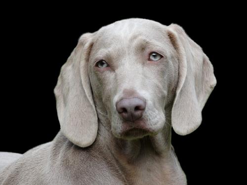 g4-weimaraner